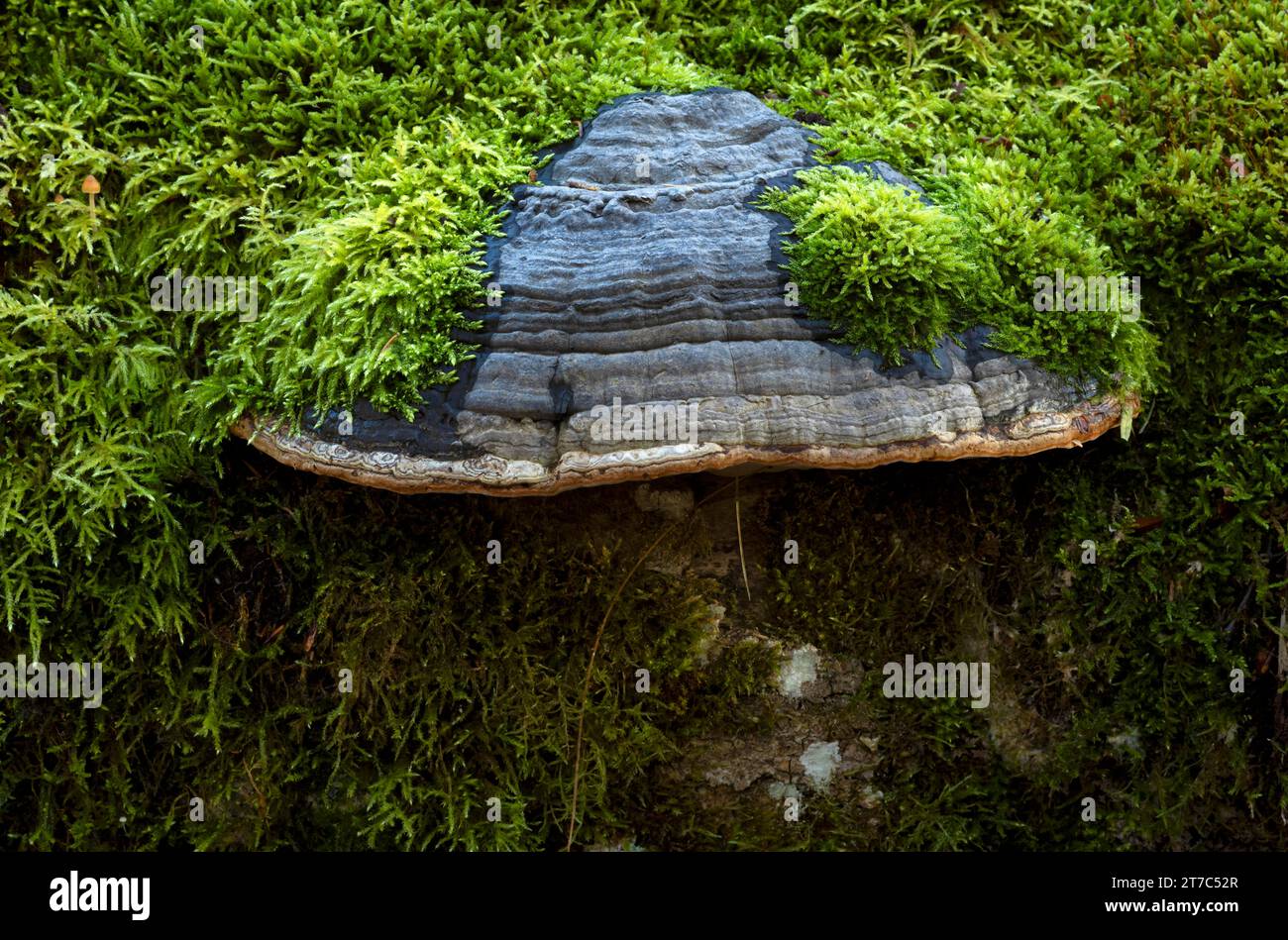 Deadwood bewachsen mit moosigen Zunderpilzen (Fomes fomentarius), Moos, Mischwald, Herbstfarben, Herbst, Wental, Barholomae Stockfoto