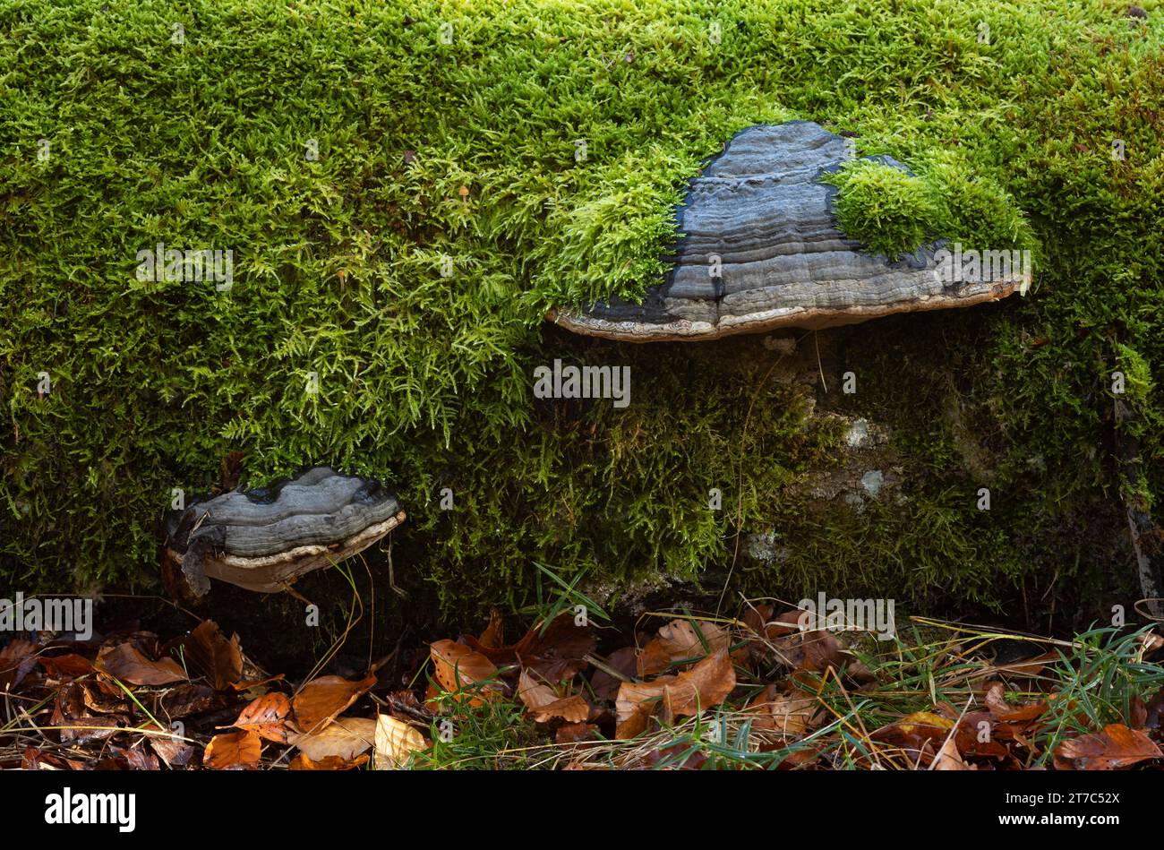 Deadwood bewachsen mit moosigen Zunderpilzen (Fomes fomentarius), Moos, Mischwald, Herbstfarben, Herbst, Wental, Barholomae Stockfoto