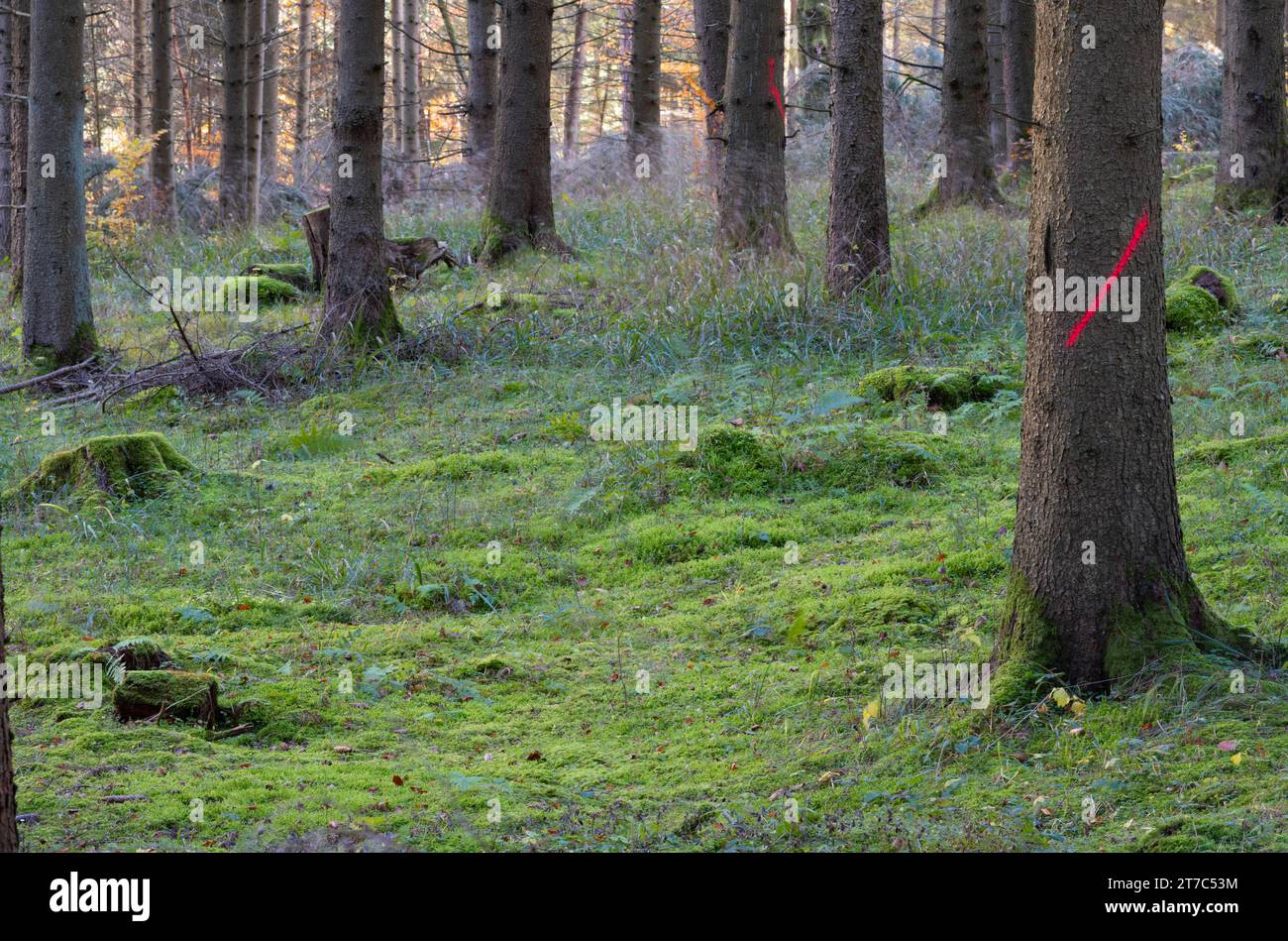 Markierung für die Ernte am Baumstamm, negative Auswahl, Mischwald, Herbstfärbung, Herbst, Wental, Barholomae, Baden-Württemberg, Deutschland Stockfoto
