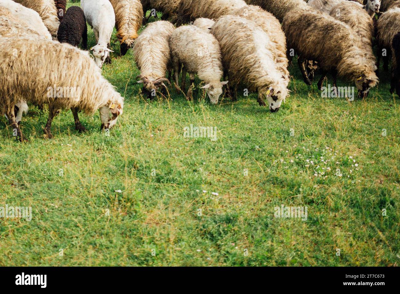 Nahaufnahme Schafe, die Grasweide fressen Stockfoto