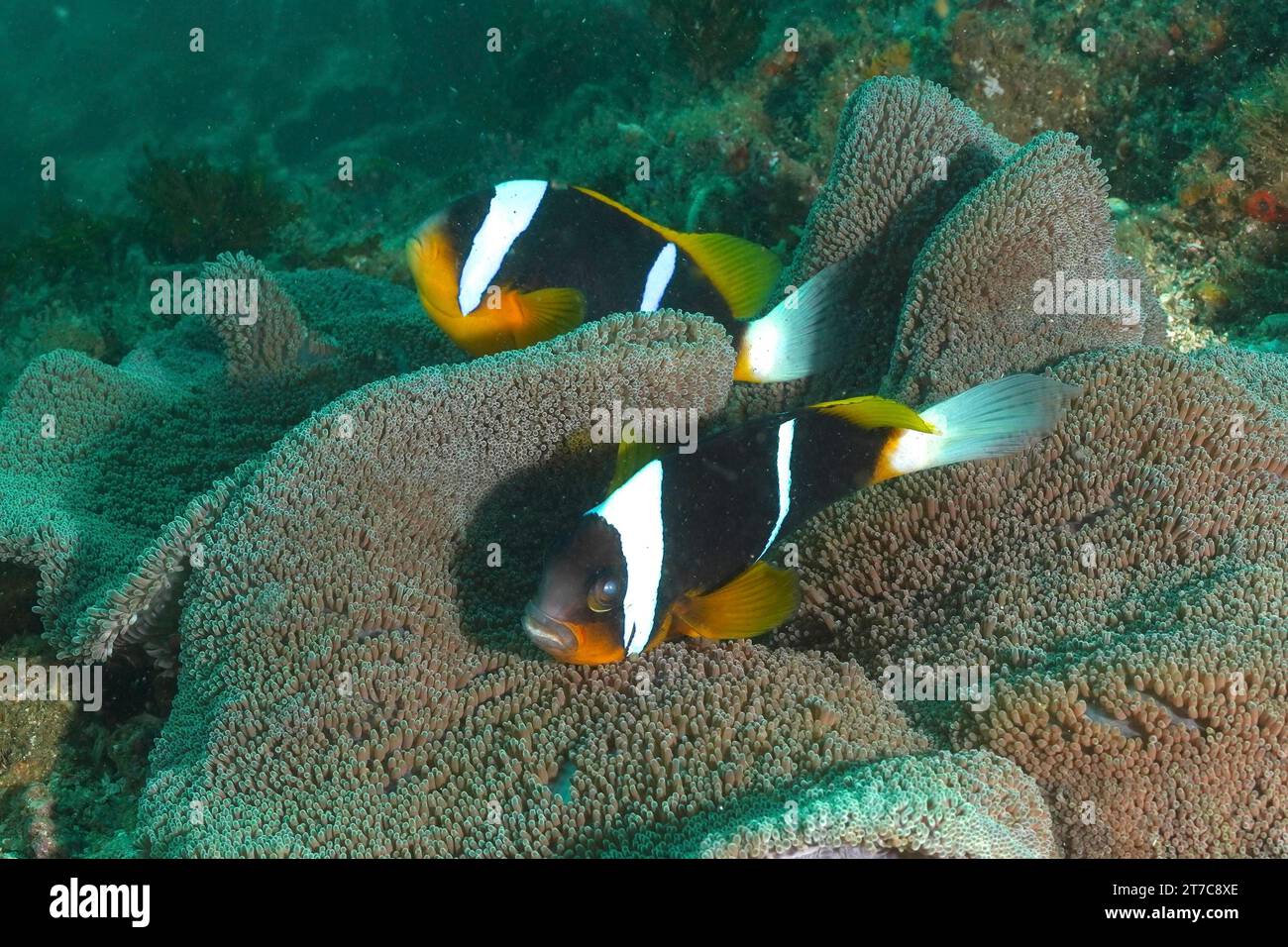 Ein Paar Allards Anemonefische (Amphiprion allardi) in seiner Seeanemone, der Teppichanemone. Tauchplatz Aliwal Shoal, Umkomaas, KwaZulu Natal, Südafrika Stockfoto