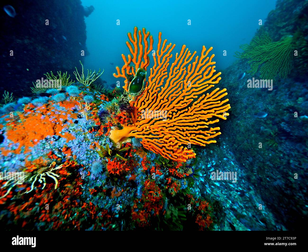 Sinus Sea Fan (Eunicella tricoronata), eine endemische Weichkoralle, mit Ei Kapsel aus Katzenhai, False Bay, Kap der Guten Hoffnung, Kapstadt, Südafrika Stockfoto