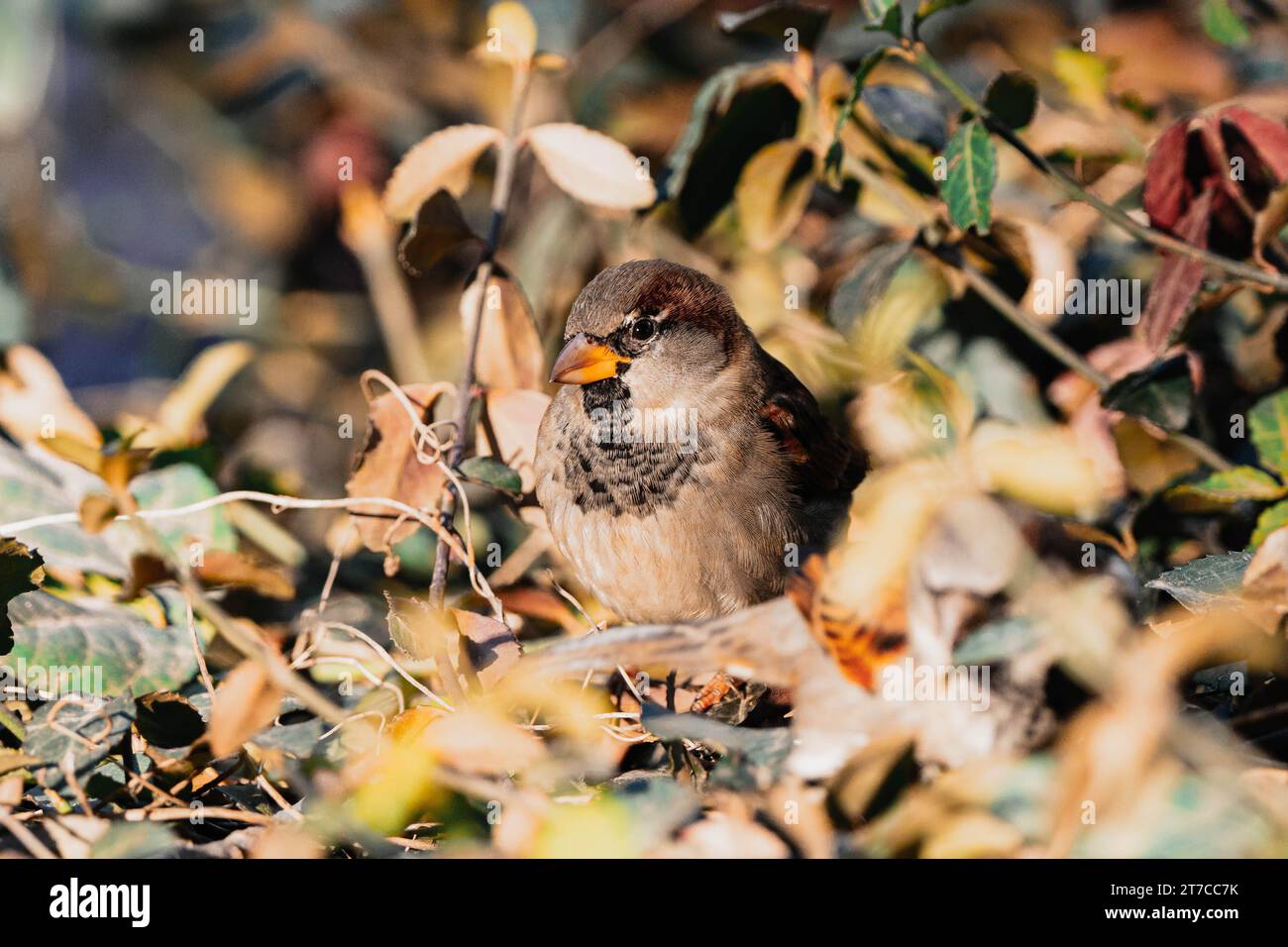 Ein Sperling sitzt zwischen den gefallenen Blättern des Herbstes in NY an einem sonnigen Morgen auf der Suche nach Samen in dieser ruhigen Szene für Naturfotografie Stockfoto