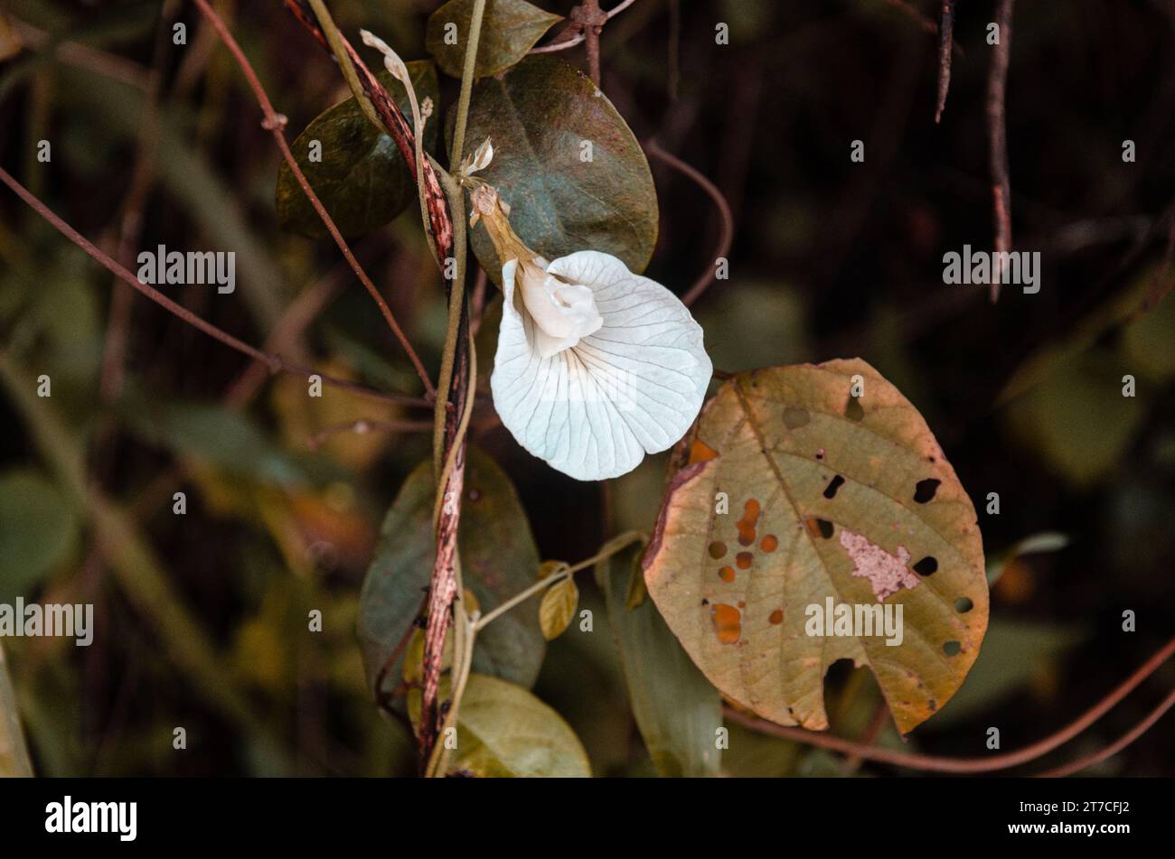 Weiße Clitoria ternatea, auch bekannt als asiatische Tauben. Stockfoto