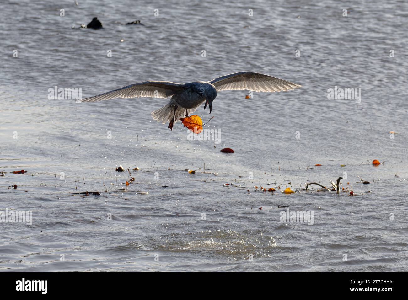 Eine junge Möwe, die mit einem Blatt spielt, es im Wasser fängt und dann wieder fallen lässt, im Burnaby Lake, Burnaby, BC, Kanada. Stockfoto