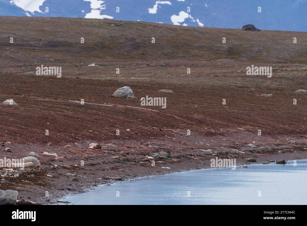 Arctic Fox wandert durch die Tundra in Sommerfarben auf den Svalbard Inseln Stockfoto