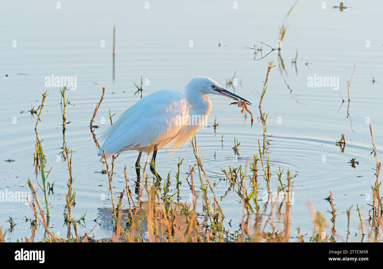 Ein großer Egret, der einen Frosch im Chobe-Nationalpark in Botswana fängt und isst Stockfoto