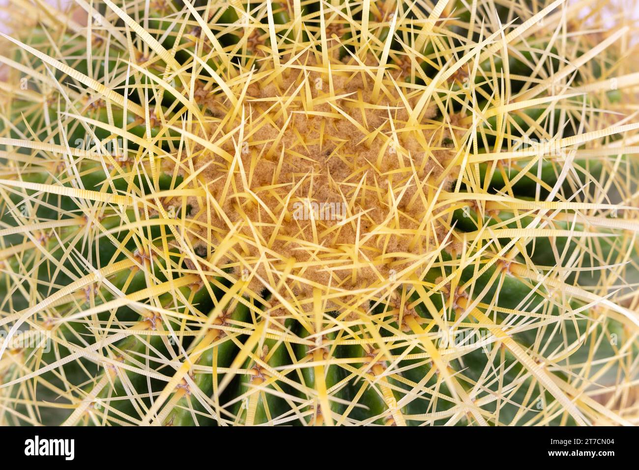 Echinocactus grusonii, goldener Fasskaktus oder goldener Ball von oben Stockfoto