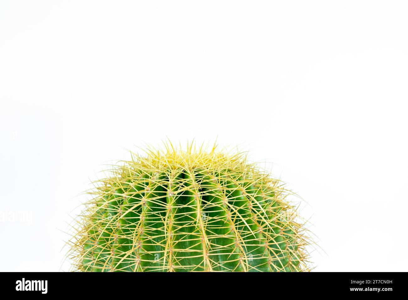 Echinocactus grusonii Goldkugel Kakteen isoliert auf weißem Hintergrund Stockfoto