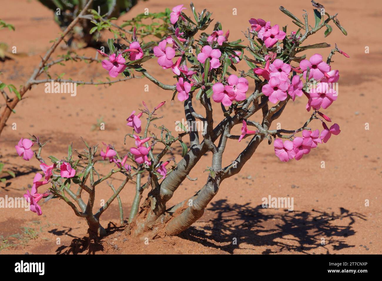 Impala Lily ist ein kleiner, saftiger Baum, der in Zentral- und Ostafrika beheimatet ist Stockfoto