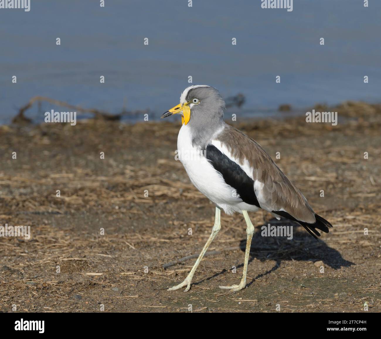 Weiß gekrönter Pflug auf der Suche nach Nahrung am Wasserrand Stockfoto