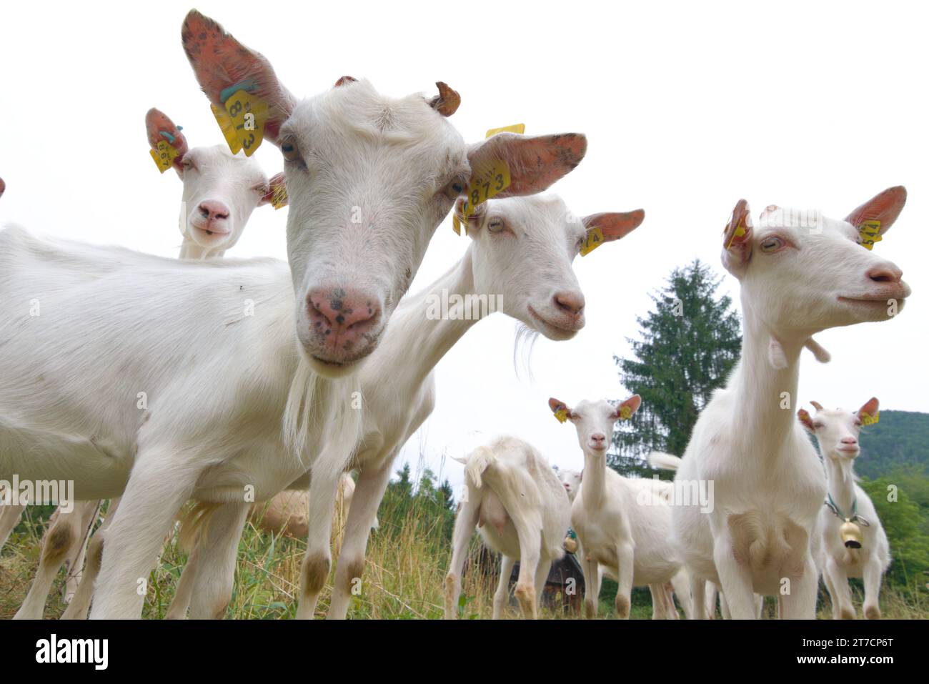 Lustiges Tierfoto. Viele neugierige Ziegen starren während der Wanderung in die Kamera. Kleine Bergfarm im Triglav-Nationalpark in der Nähe des Bohinjer Sees. Stockfoto