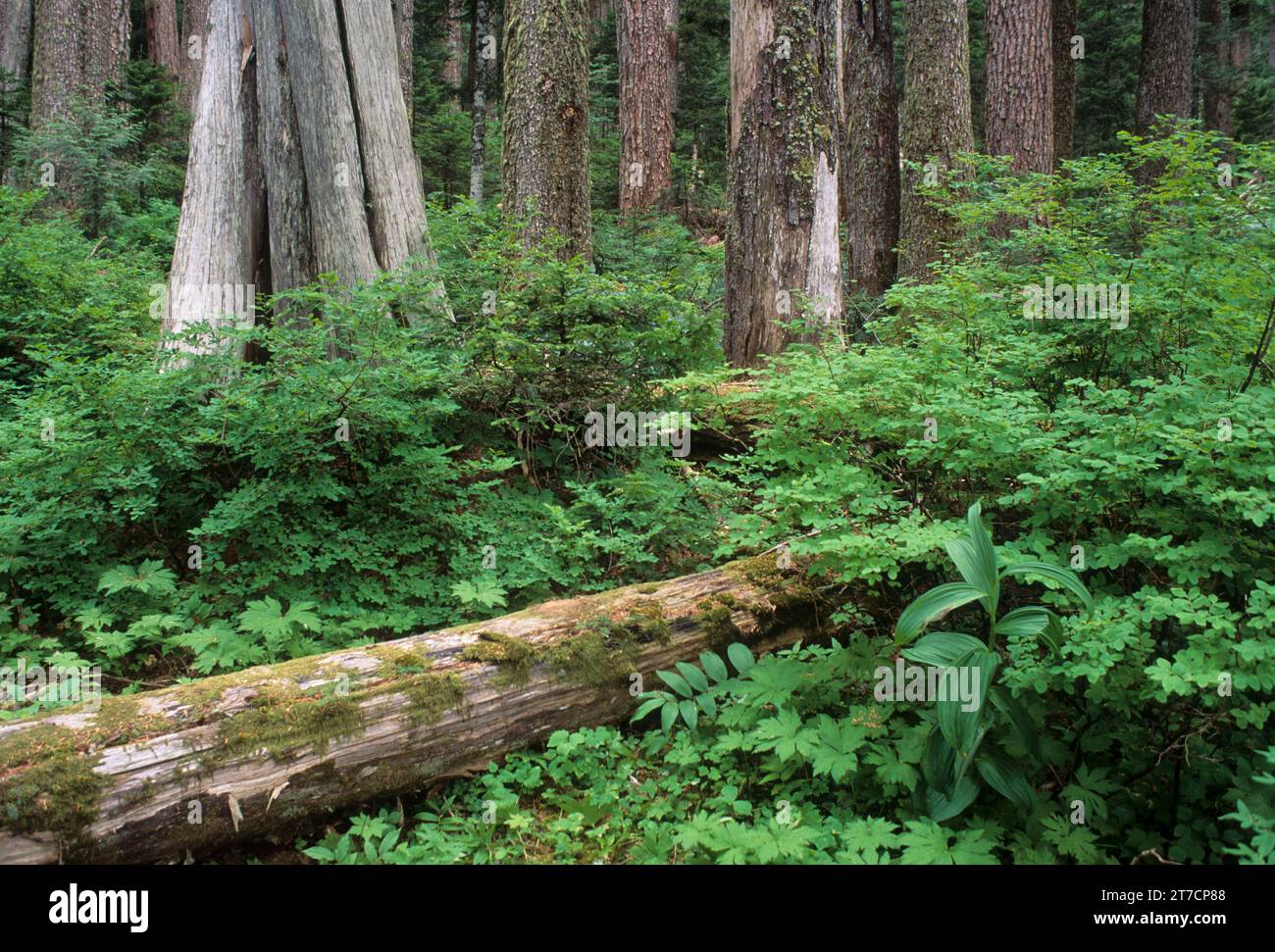 Der alte Wald entlang des Lost Lake Trail, Mount Hood National Forest, Oregon Stockfoto