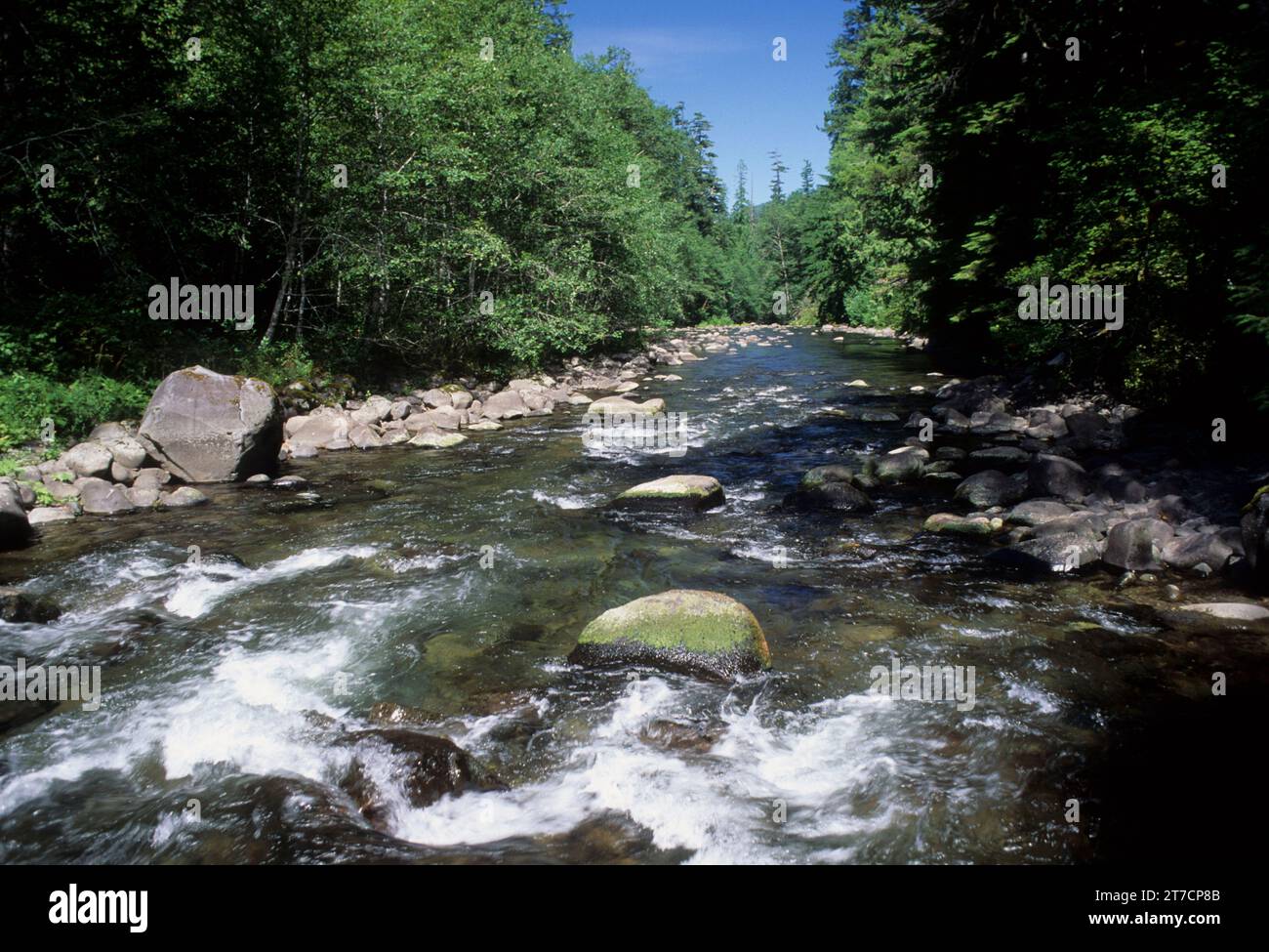 Lachs Wild und Scenic River, Mount Hood National Forest, Oregon Stockfoto