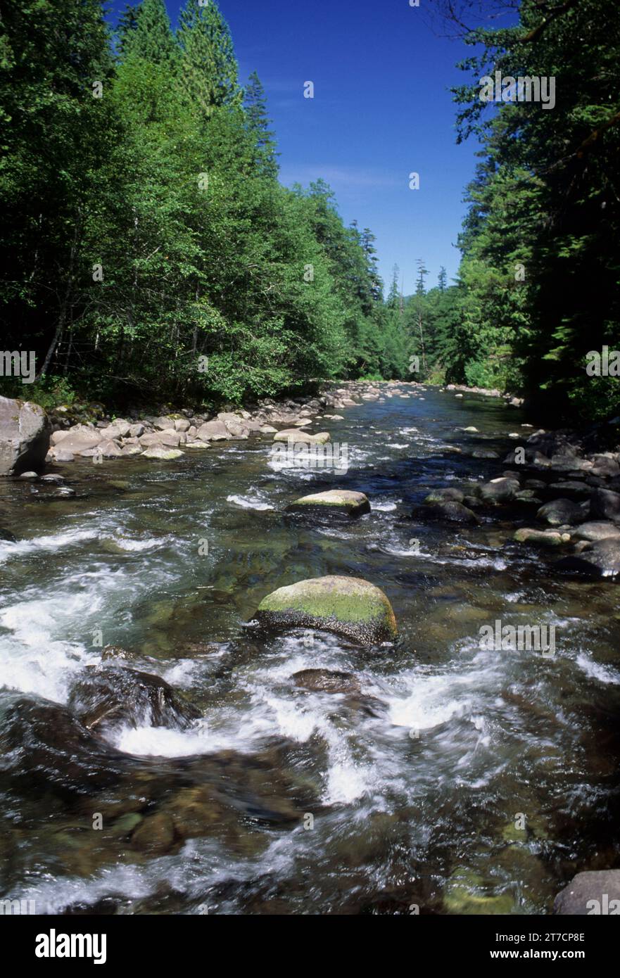 Lachs Wild und Scenic River, Mount Hood National Forest, Oregon Stockfoto