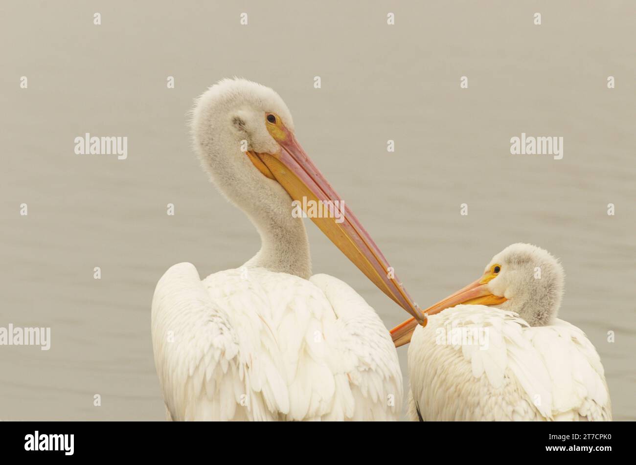 Große weiße Pelikane am Lake Balboa, diese wunderbaren, seltsamen Wasservögel mit großer Flügelspannweite und langen Schnäbeln, machen eine interessante Naturstudie Stockfoto