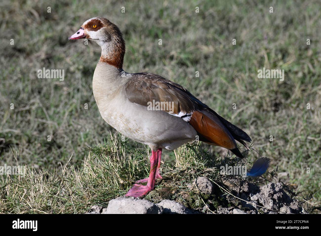 Ägyptische Gans, die in der Nähe des Wassers stehen und auf ihren Gefährten warten Stockfoto