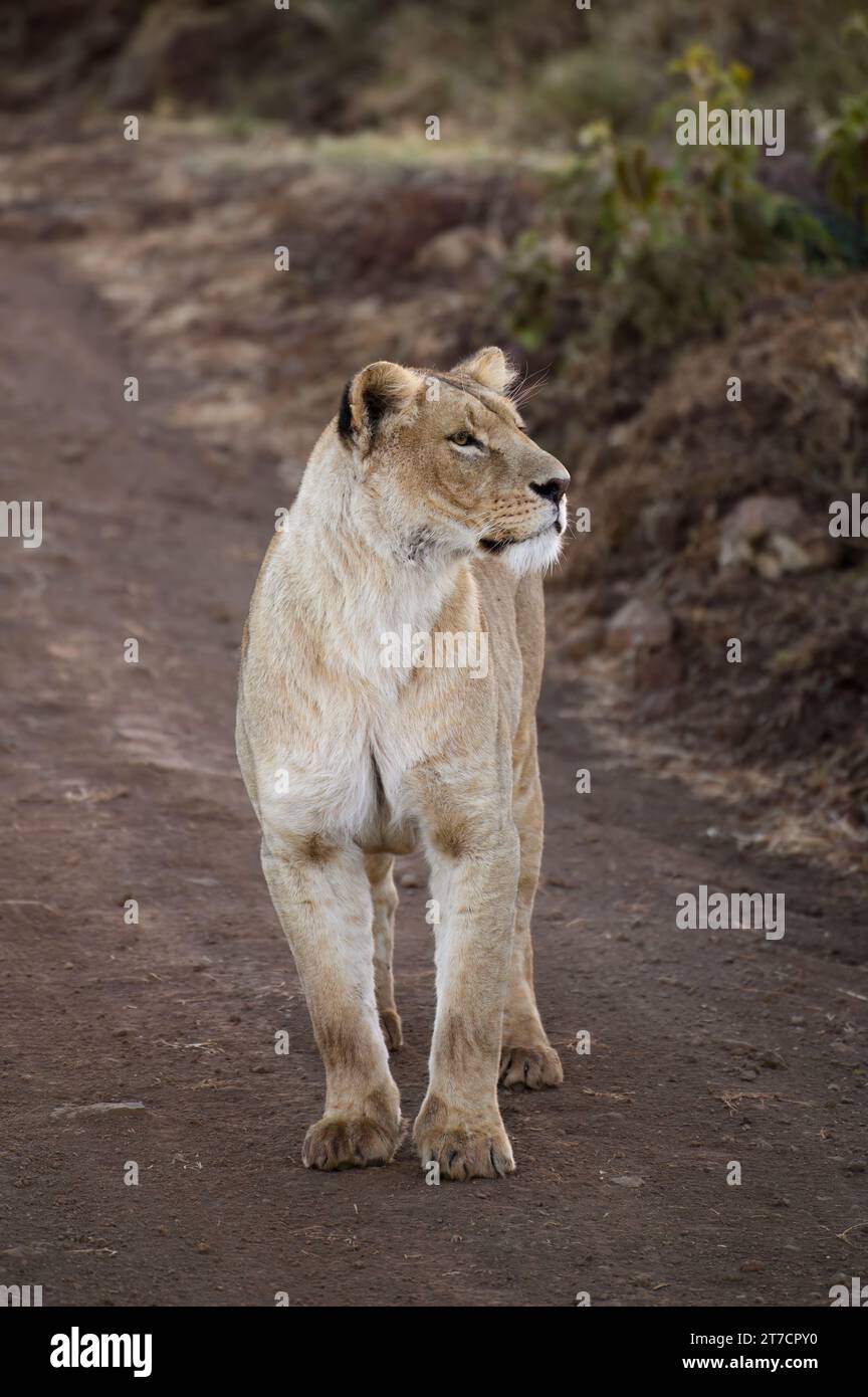 Löwin, die auf einer unbefestigten Straße im Ngorongoro-Krater unterwegs ist, auf der Suche nach Beute Stockfoto