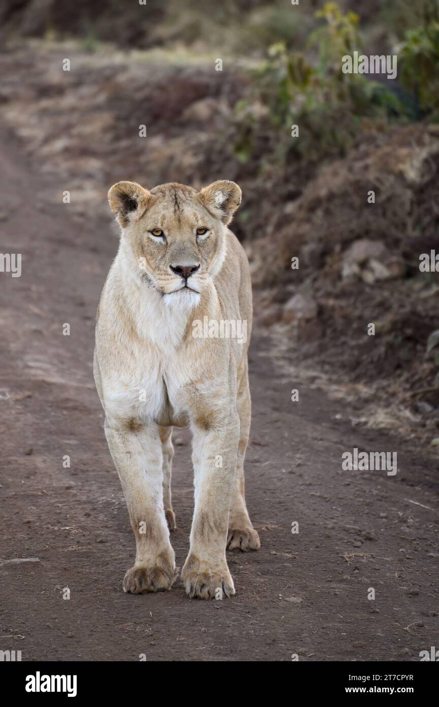 Löwin, die auf einer unbefestigten Straße im Ngorongoro-Krater unterwegs ist, auf der Suche nach Beute Stockfoto