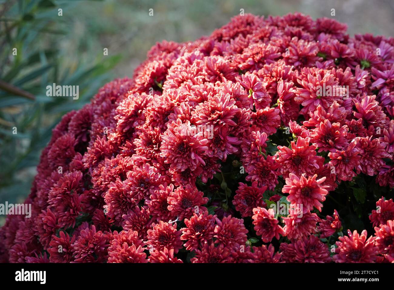 Lila Chrysanthemen, in einem Garten, in Attika, Griechenland Stockfoto