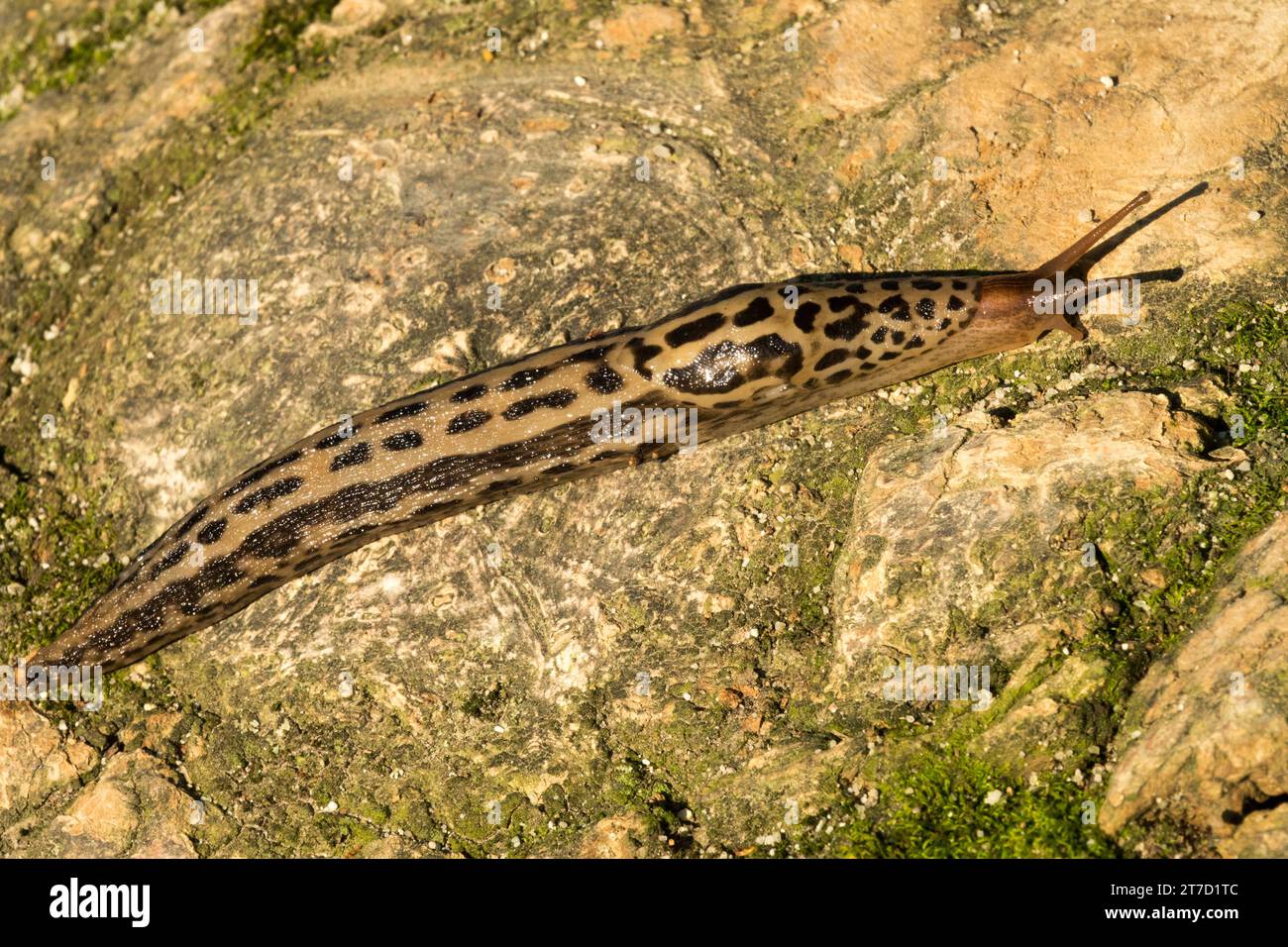 Leopardenschnecke, Limax maximus Stockfoto