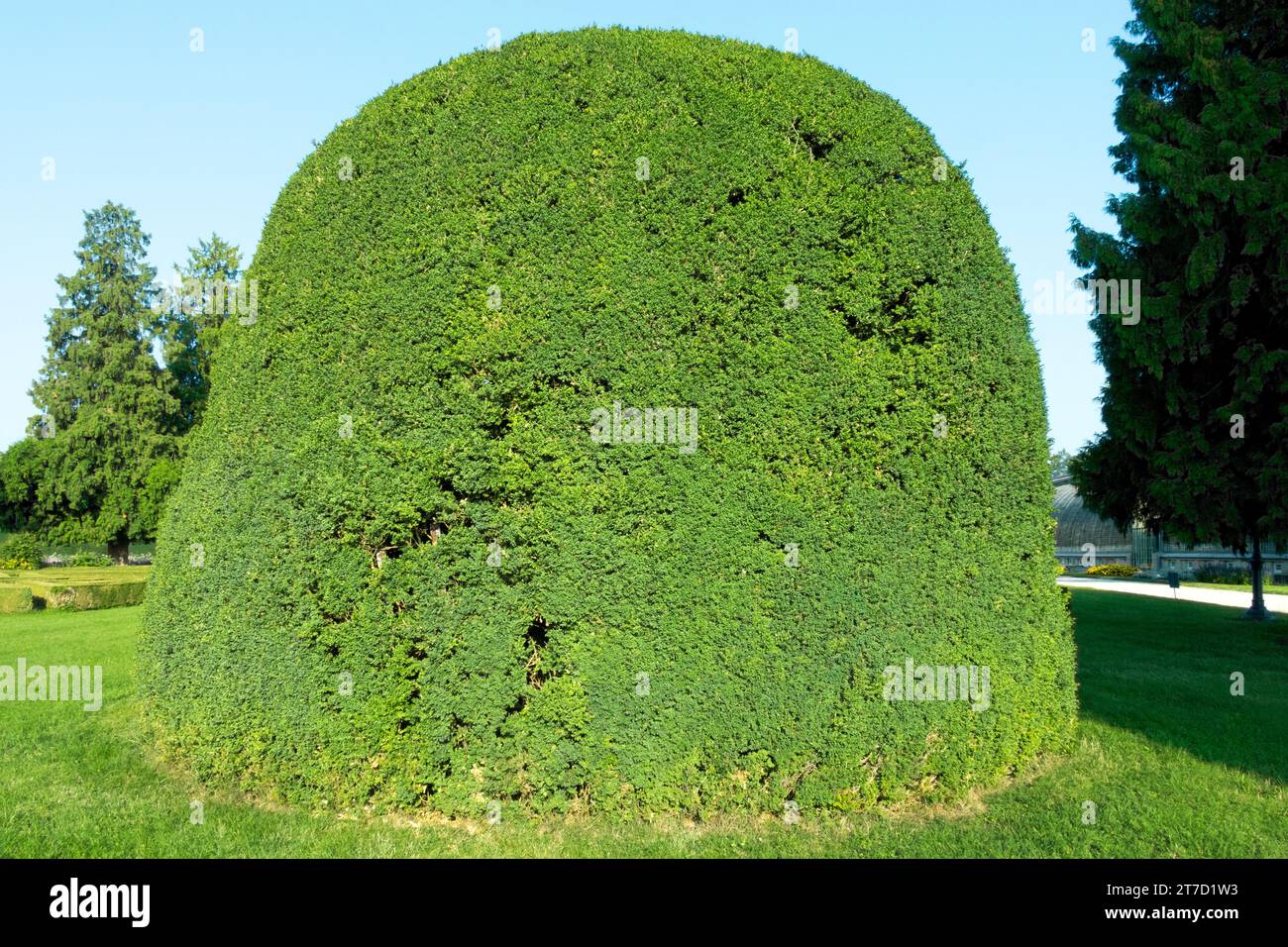 Gemeiner Buchsbaum Buxus sempervirens mit kugelförmiger Form im Garten Stockfoto