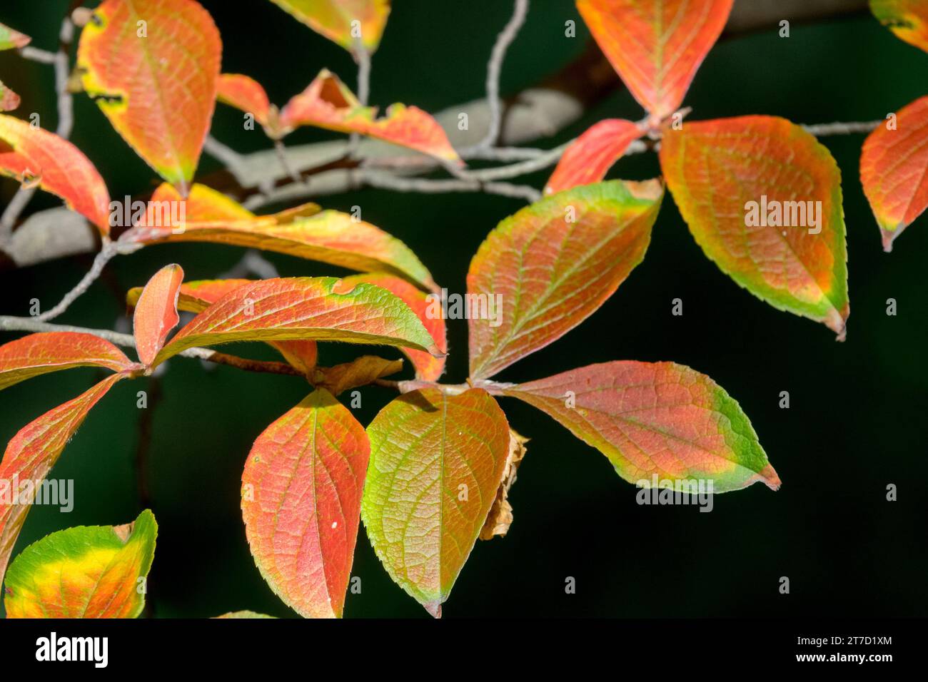 Laubkamelien, Japanische Stewartia Pseudocamellien, Herbst, Sträucher, Blätter Stockfoto