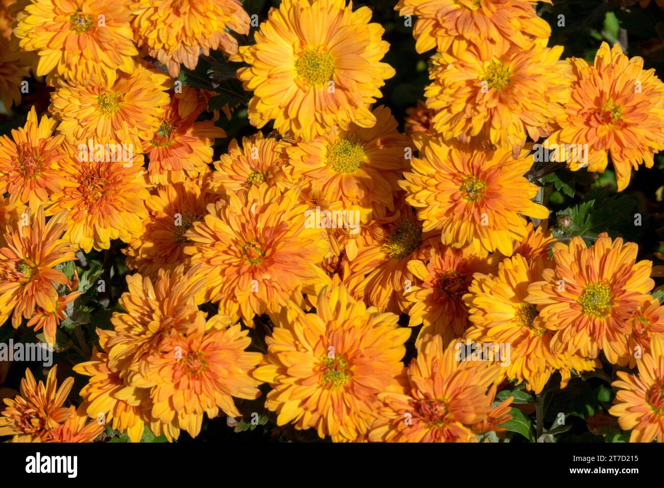 Orange, Mütter, Chrysantheme Mandarine Stockfoto
