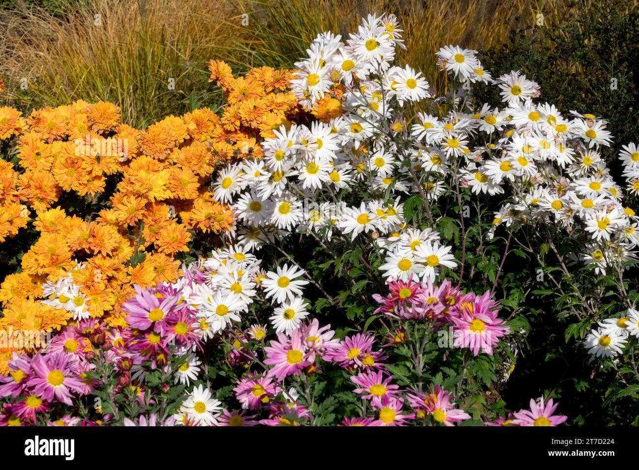 Orange, weiß, lila, Mütter im Garten, Grenze, Herbst, Pflanzen, bunt, Blumen Stockfoto