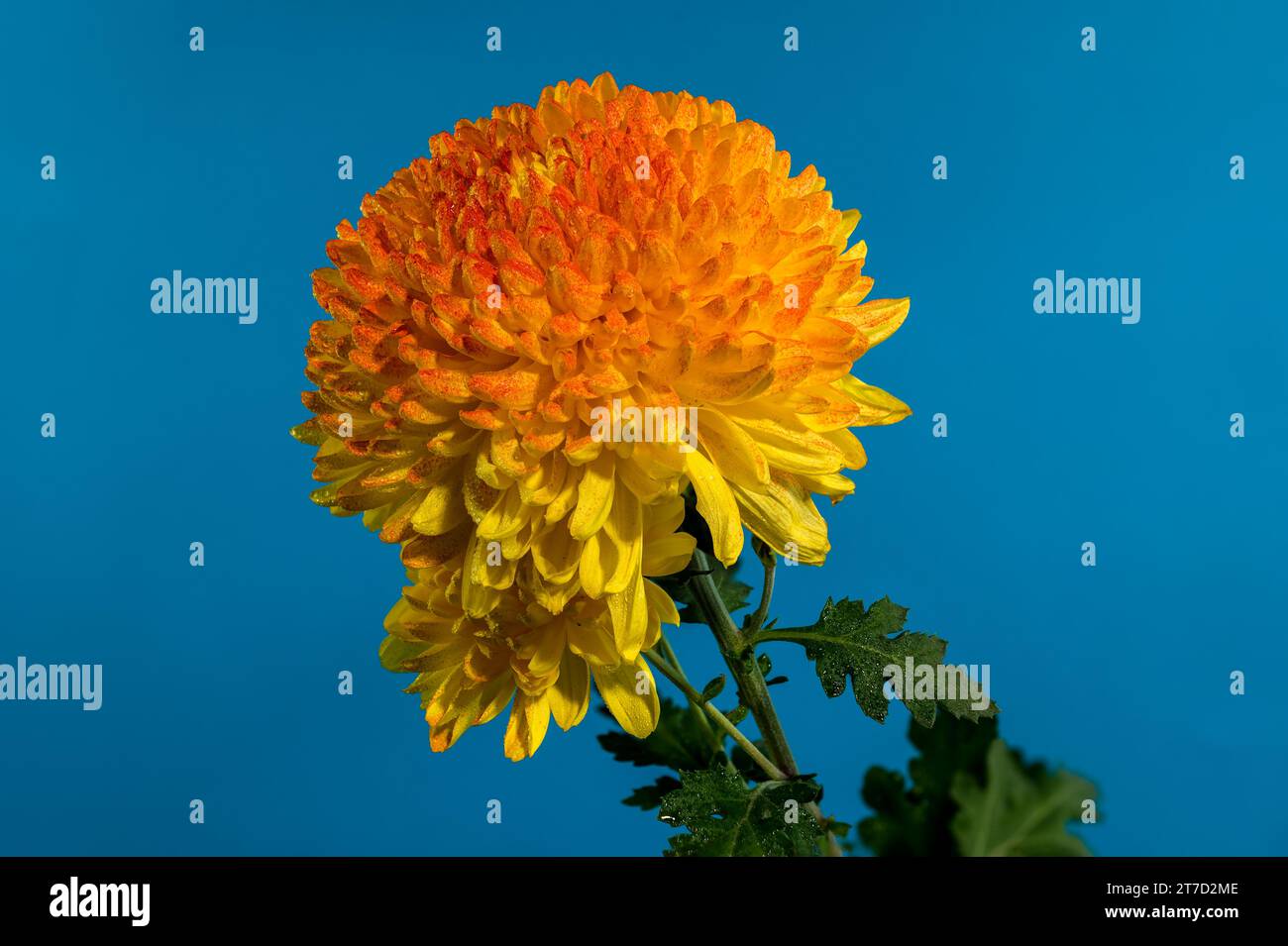 Gelb orange Chrysantheme Safari Orange Blume auf blauem Hintergrund. Blumenkopf-Nahaufnahme Stockfoto