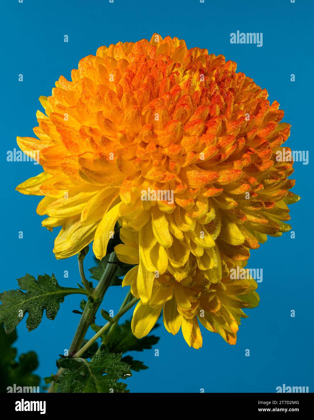 Gelb orange Chrysantheme Safari Orange Blume auf blauem Hintergrund. Blumenkopf-Nahaufnahme Stockfoto