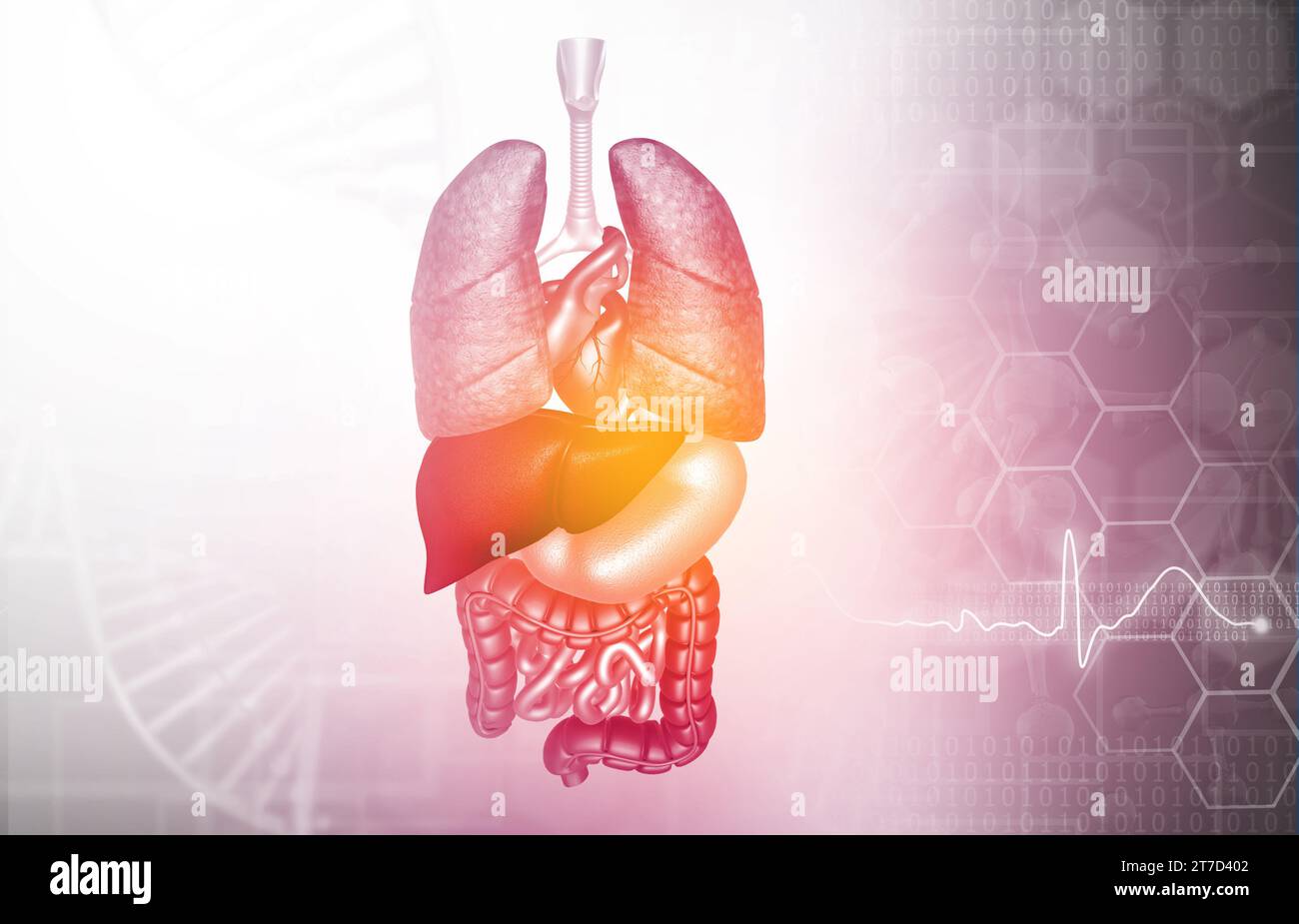 Anatomie der menschlichen inneren Organe auf wissenschaftlichem Hintergrund. 3D-Abbildung Stockfoto