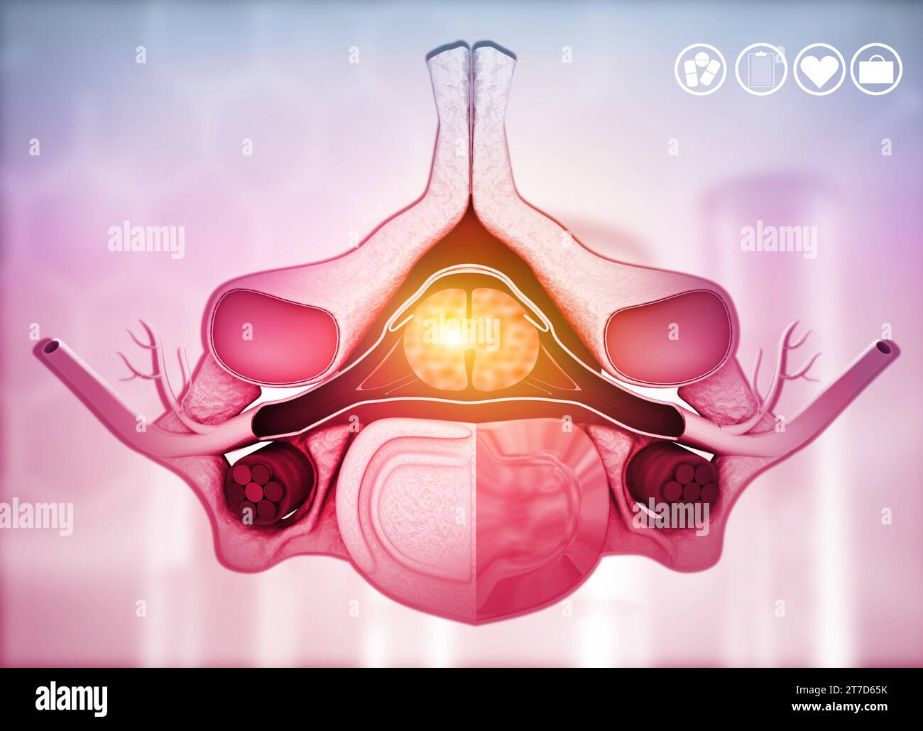 Bandscheibenanatomie, menschliche Wirbelsäule. 3D-Abbildung Stockfoto