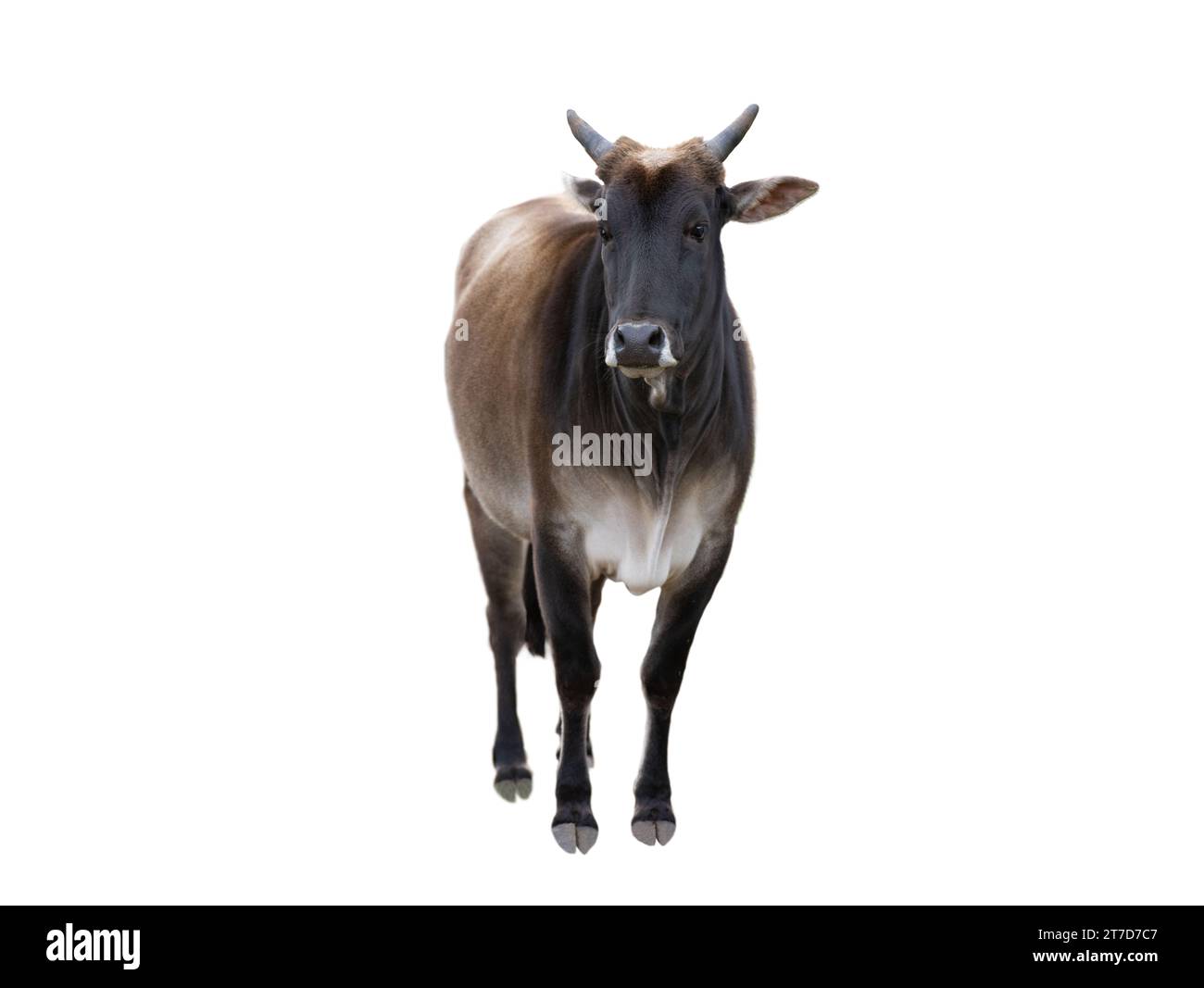 Kuh isoliert auf weißem Hintergrund Stockfoto