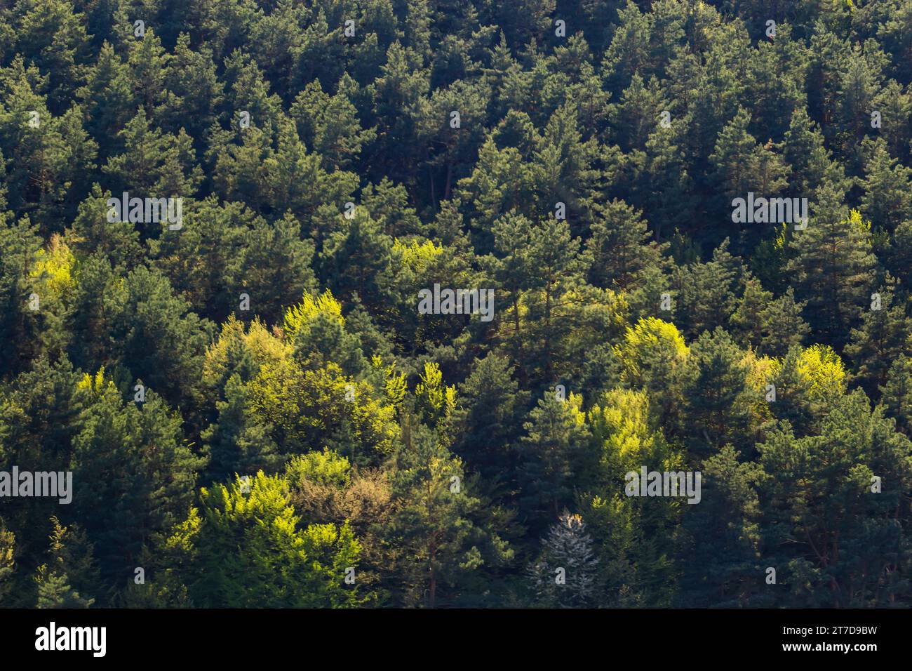 Luftaufnahme von oben Waldbaum, Regenwald Ökosystem und gesunde Umwelt Konzept und Hintergrund, Textur von grünen Baum Waldblick von oben. Stockfoto