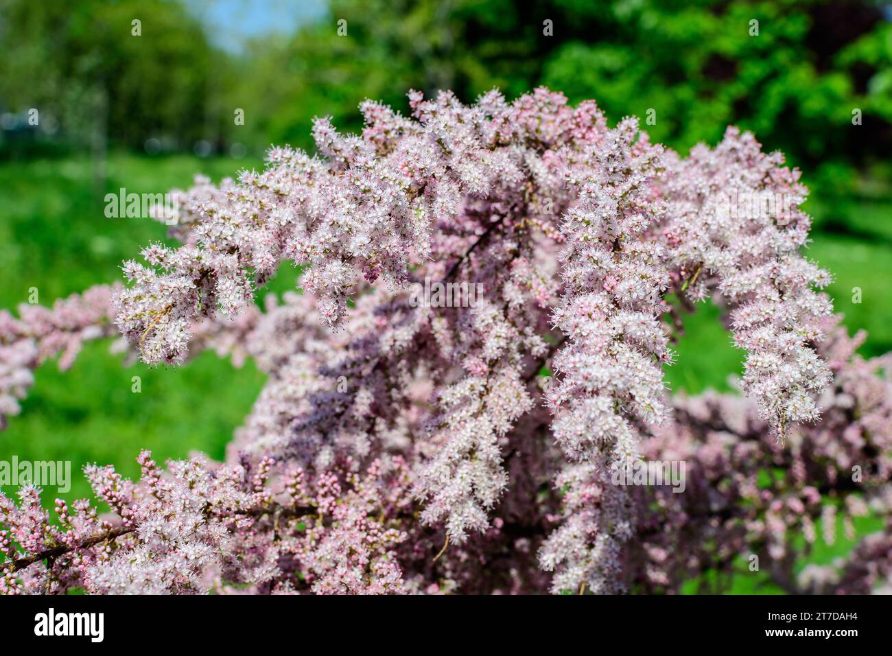 Viele lebendige rosa Blüten und kleine Knospen von Tamarix, Tamarisk oder Salz Zedernbaum in einem sonnigen Frühlingsgarten, schöne Außenhintergrund mit fotografiert Stockfoto