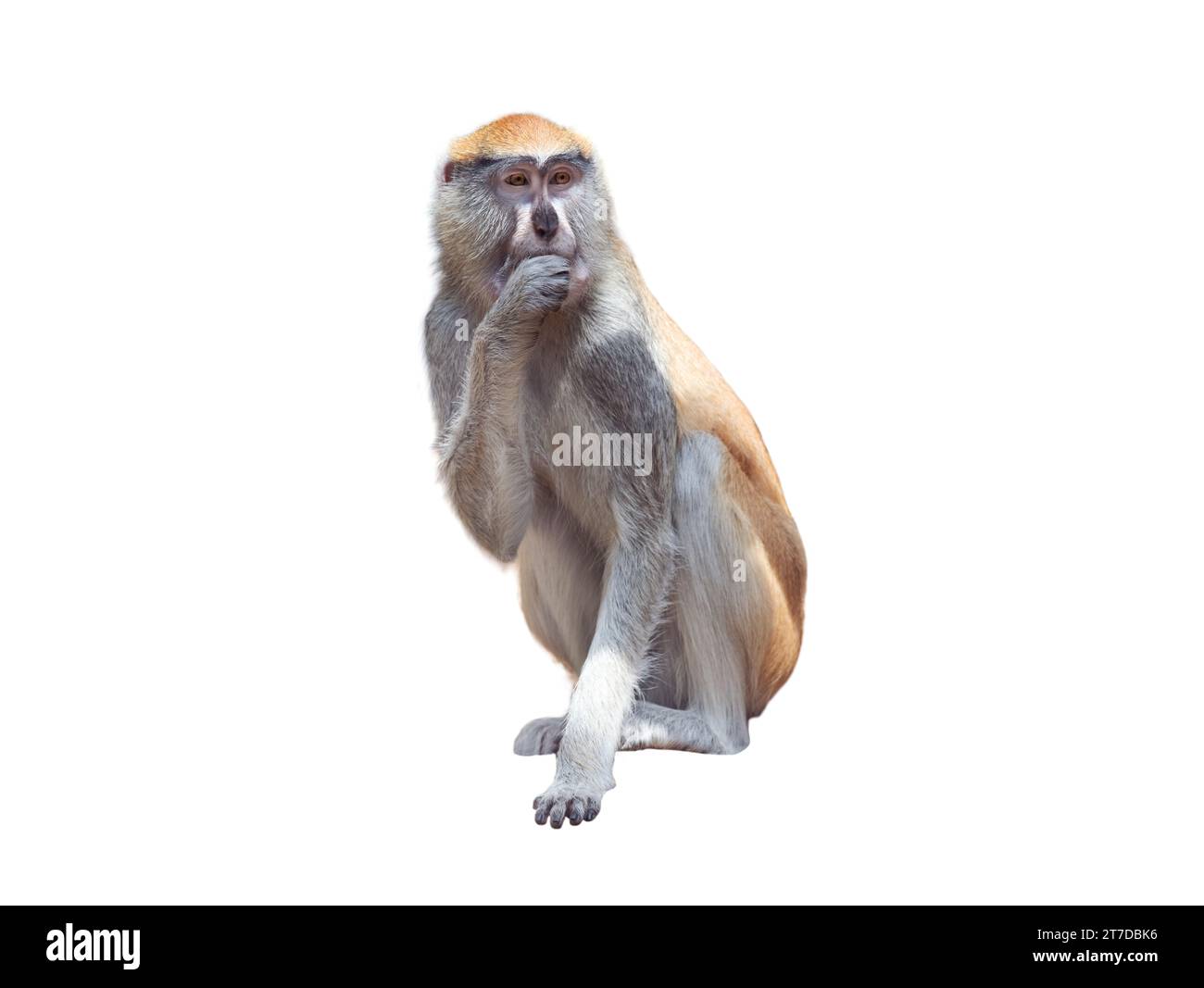 cercopithecus patas sitzt isoliert auf weißem Hintergrund Stockfoto