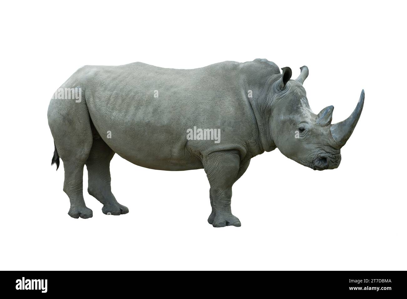 Weißes Nashorn isoliert auf weißem Hintergrund Stockfoto