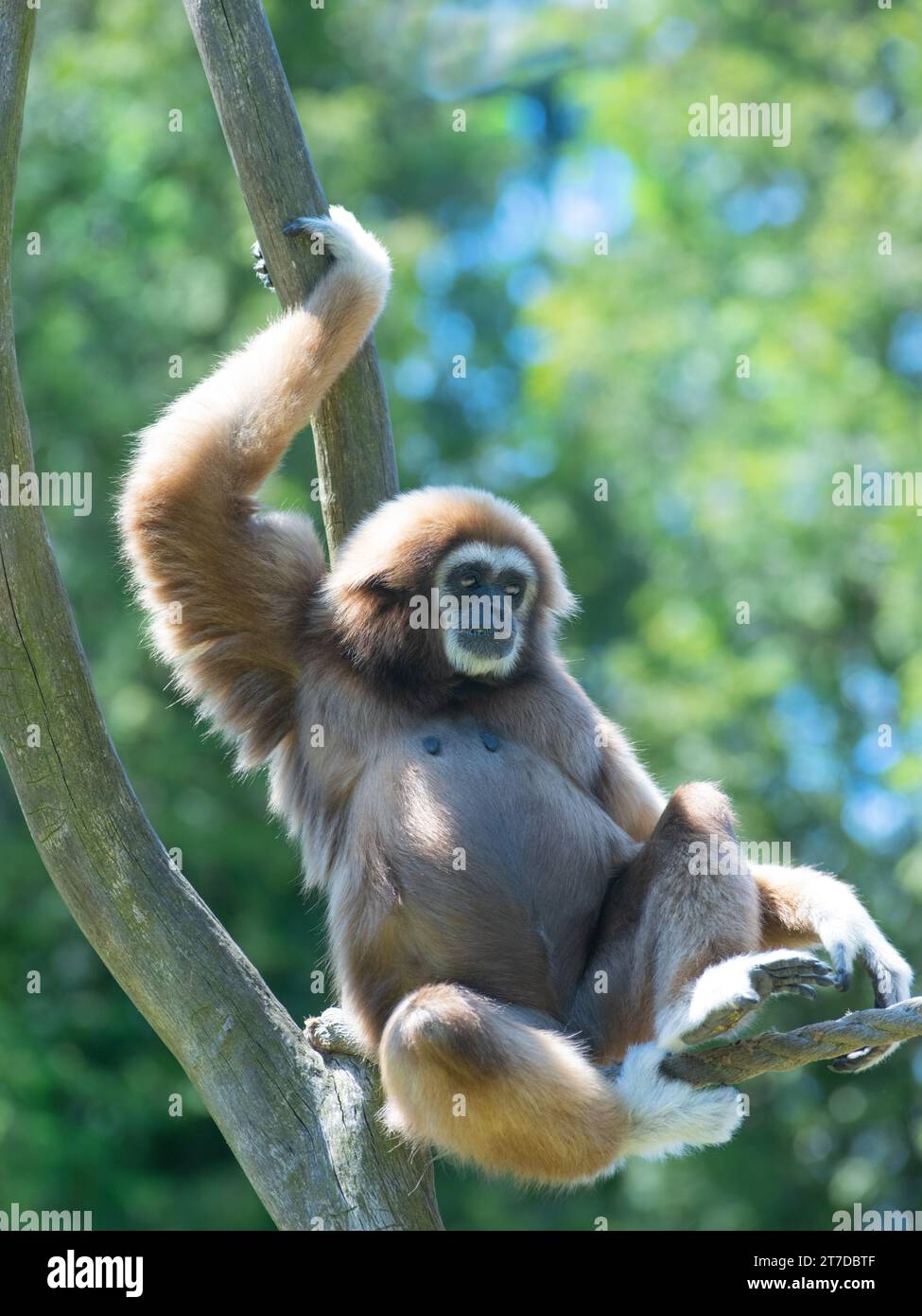 lar-Gibbon, der auf einem Baum auf grünem Hintergrund sitzt Stockfoto