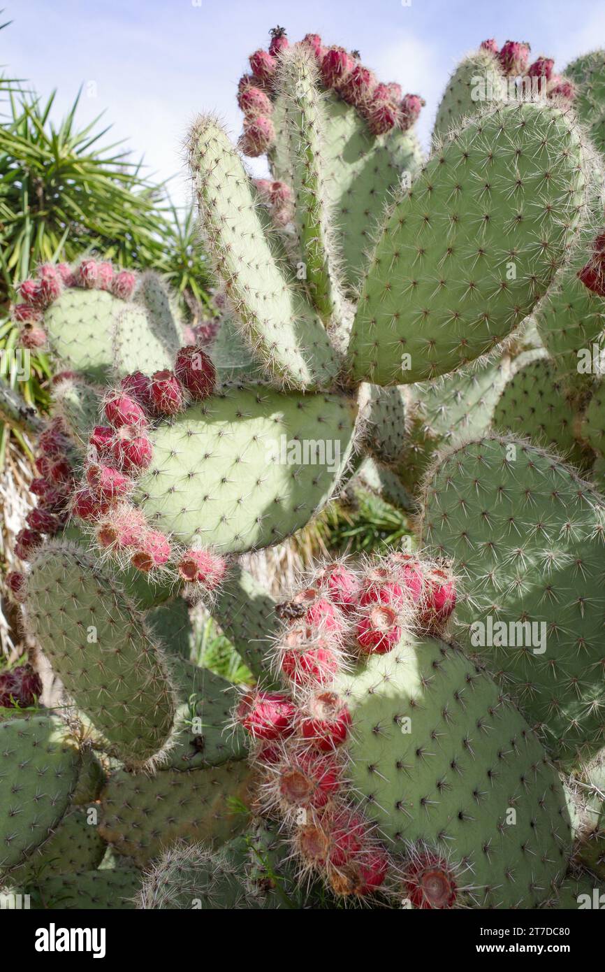 Kakteen in Botanicactus Garten, Mallorca, Balearen, Spanien. Cephalocereus  Senilis, Origenes, Mexiko Stockfotografie - Alamy