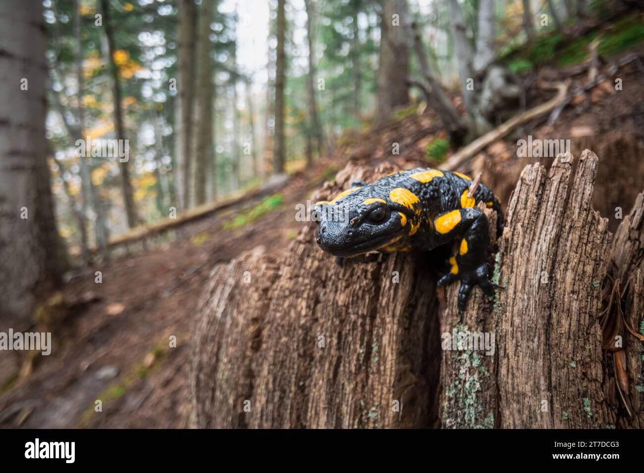 Der Herbstwald zeigt eine auffällige Szene als gefleckter Feuersalamander auf einem alten, moosbedeckten Baumstumpf. Ein Blick in die Welt der Tierwelt durch die Linse Stockfoto