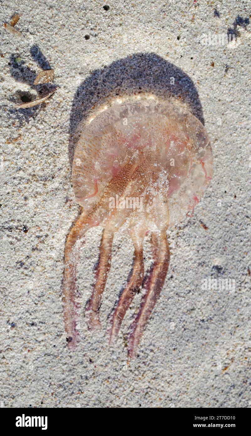 Mallorca, Spanien - 1. November 2023: Babyqualle am Strand, Balearen Stockfoto