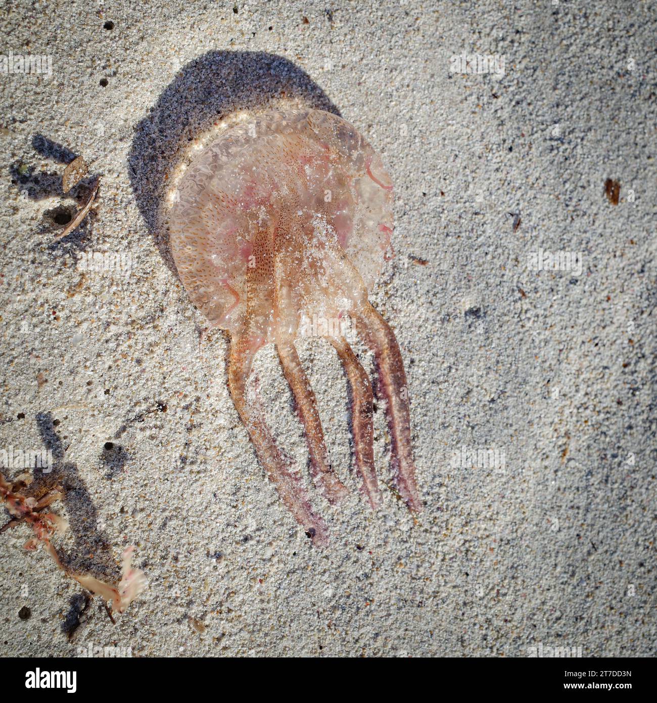 Mallorca, Spanien - 1. November 2023: Babyqualle am Strand, Balearen Stockfoto