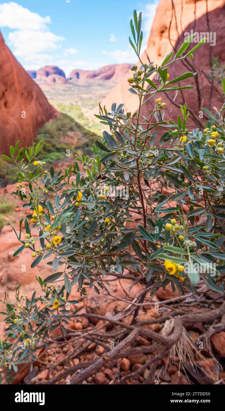 Die Silberkassia (Senna artemisioides), die in Kata Tjuta wächst, ist eine Art blühender Pflanze aus der Familie der Fabaceae und kommt in Australien vor Stockfoto