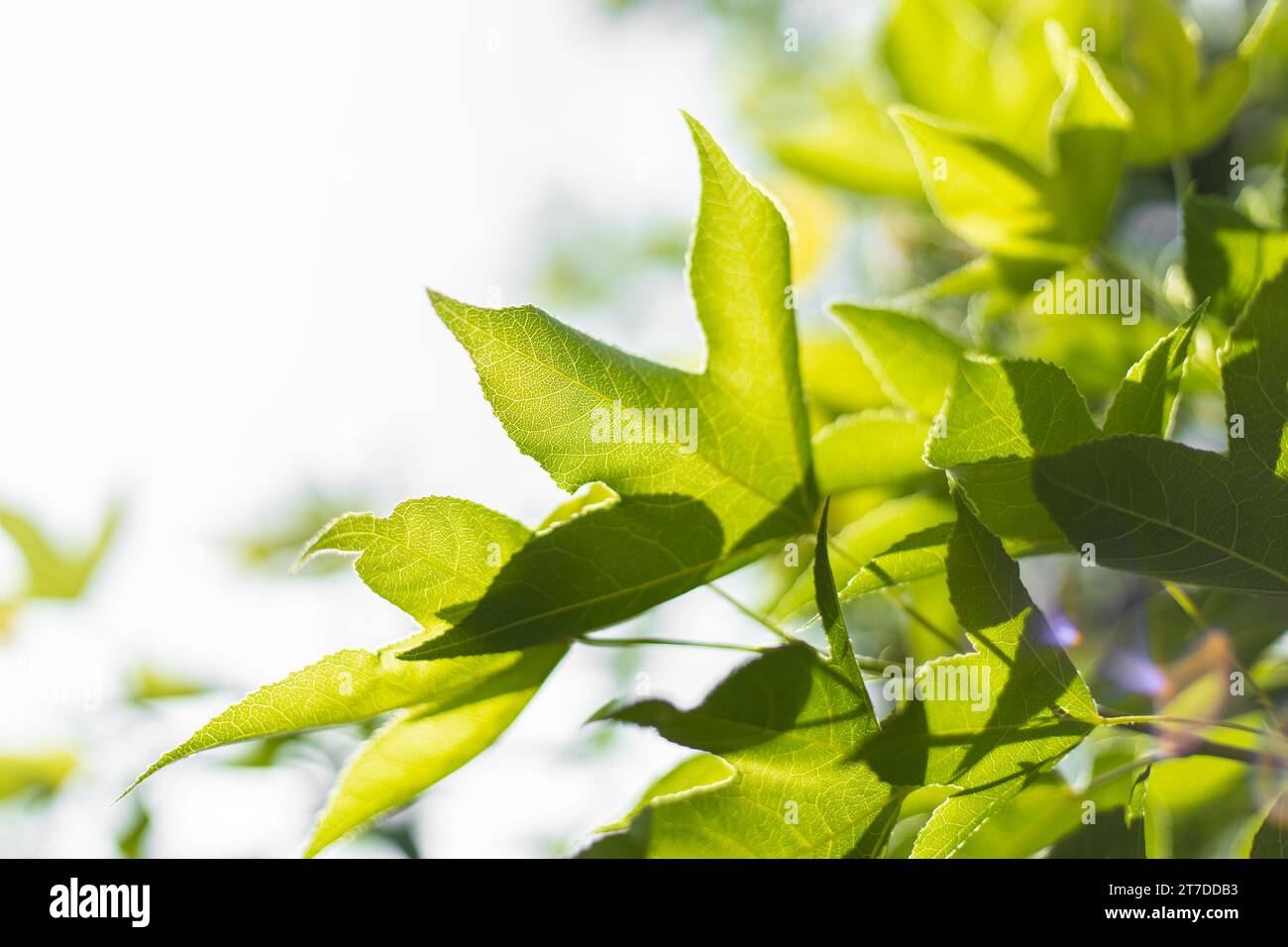Chlorophyllphotosynthese der grünen Pflanzenblätter. Baum frische üppige Natur Nahaufnahme für ökologische Umwelt natürlichen Hintergrund Stockfoto