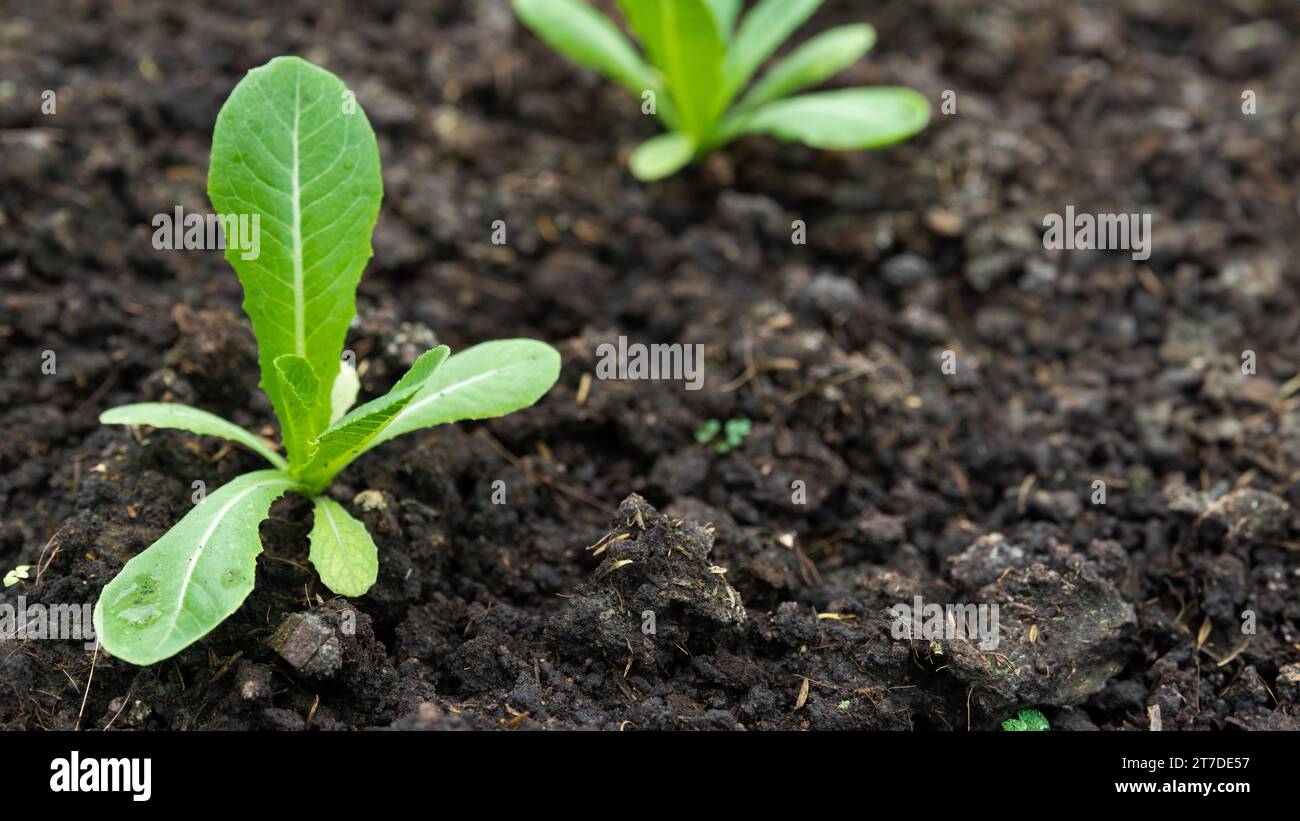 Ökologische grüne Pflanzenernährung Landwirtschaft im Gewächshaus. Baby Pflanze Kindergarten Spross breite Banner für Landwirtschaft Hintergrund Stockfoto