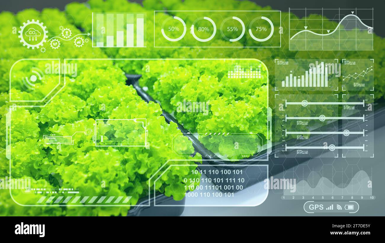 Grüner Salat Overlay Moderne Diagrammgrafik HUD für digitale Computer IoT Technologie in der Landwirtschaft Pflanzenwachstum Analyse Konzept Stockfoto