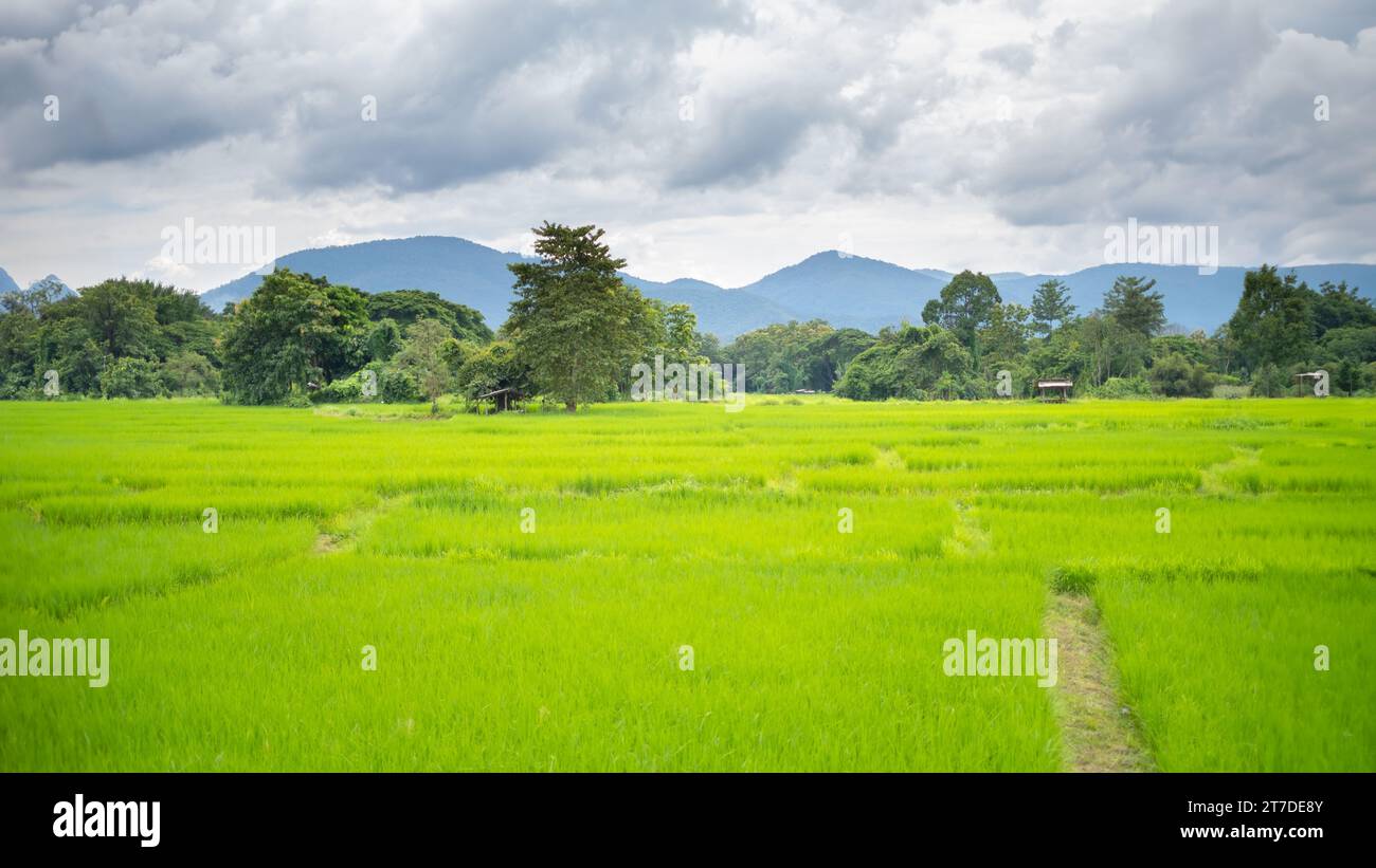 Grüne üppige Reisfelder Bergblick in südostasiatischer Landschaft Landwirtschaft natürliche ländliche Landschaft Stockfoto