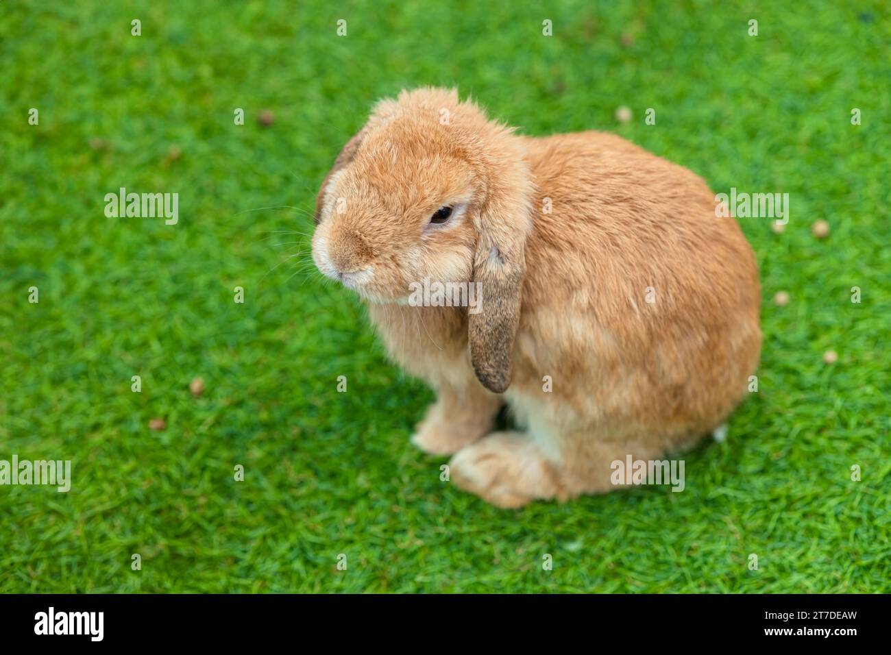 Niedliches Häschen exotisches Haustier, französisches Lop Baby Kaninchen, das auf grünem Grasfeld sitzt, mit Kopierraum für Text. Stockfoto