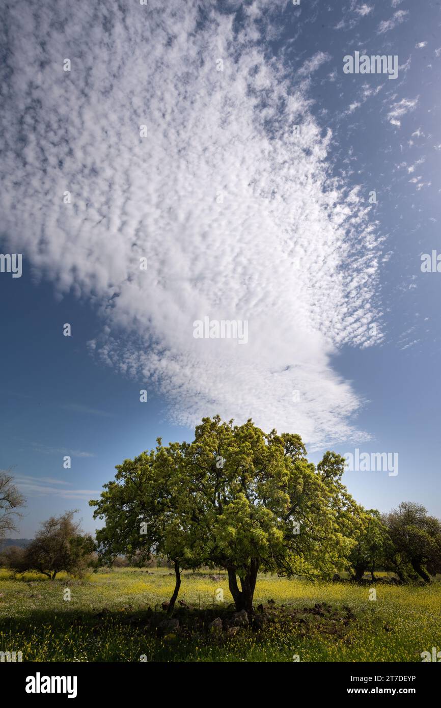 Wildblumen bedecken eine grüne Wiese und einen Wald unter einer spektakulären Stratocirrus-Wolke auf Israels Golanhöhen. Stockfoto